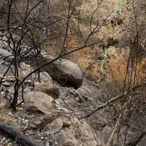 canyon slope below Campbell Trail, after the Jesusita Fire