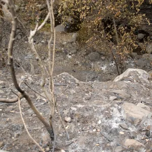Mission Creek, after the Jesusita Fire