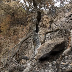 burned oak (Coastal Live Oak) on east slope of Mission Canyon, after the Jesusita Fire