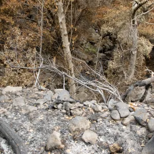 east slope of Mission Canyon, after the Jesusita Fire