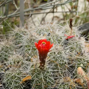 flowering cactus after the Jesusita Fire