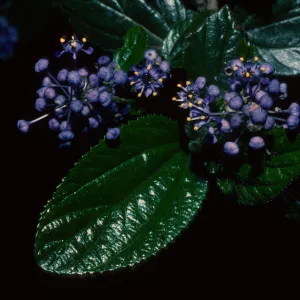 Ceanothus oliganthus in bloom