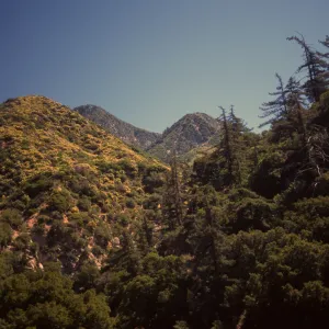 Big cone spruce in San Gabriel Mtns