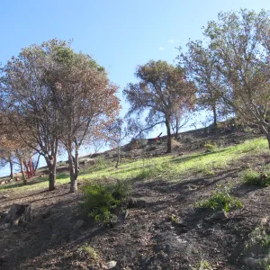 Clearing along Mission Canyon Rd after Jesusita Fire