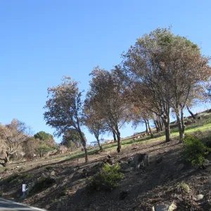 Clearing along Mission Canyon Rd after Jesusita Fire