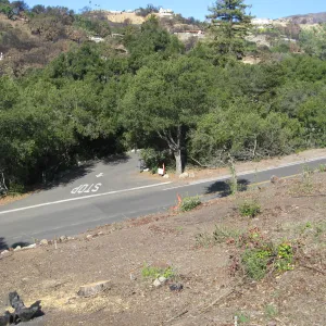 Clearing along Mission Canyon Rd and Cypress, Pinyon Juniper sections