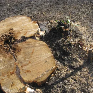 Cypress stump, cleared after Jesusita fire