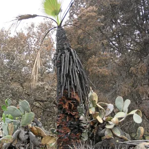 California Fan Palm resrouting after the Jesusita Fire