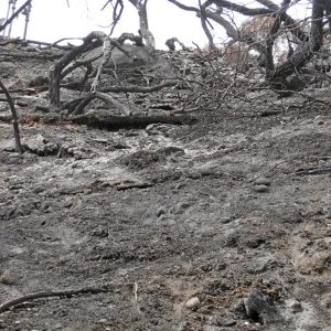 Santa Barbara Botanic Garden after the Jesusita Fire