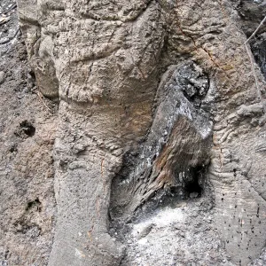 Santa Barbara Botanic Garden after the Jesusita Fire, burned tree trunk