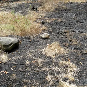 Unburned portion of Island Section