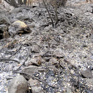 Santa Barbara Botanic Garden after the Jesusita Fire. Piles of old quarry tailings in the Canyon