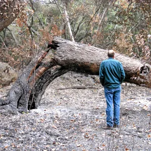 Bob Muller surveying burned Sycamore