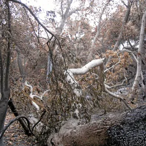 Santa Barbara Botanic Garden after the Jesusita Fire