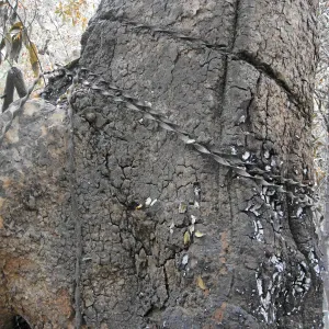 Old fencing wire wrapped around a sycamore