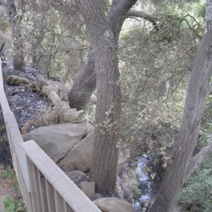 Trail on the west side of the Cottage, overlooking Mission Creek, after the Jesusita fire