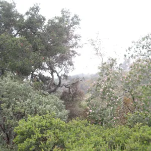 Santa Barbara Botanic Garden after the Jesusita Fire