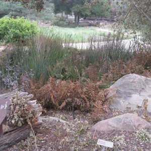 Orchid display after the Jesusita Fire