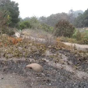 Burned barberry bed in Meadow View after the Jesusita Fire