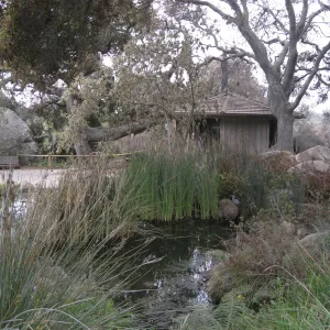 Pond after the Jesusita Fire