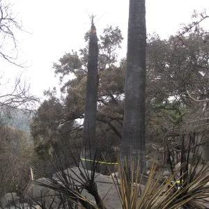 Santa Barbara Botanic Garden after the Jesusita Fire