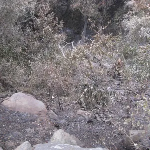 Santa Barbara Botanic Garden after the Jesusita Fire