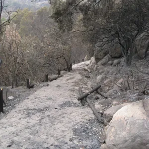 Santa Barbara Botanic Garden after the Jesusita Fire