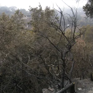 Santa Barbara Botanic Garden after the Jesusita Fire