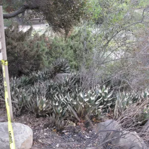 Santa Barbara Botanic Garden after the Jesusita Fire