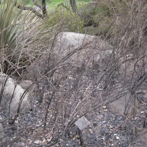 Santa Barbara Botanic Garden after the Jesusita Fire