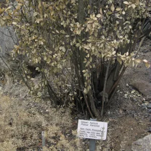 Santa Barbara Botanic Garden after the Jesusita Fire