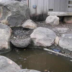 Santa Barbara Botanic Garden after the Jesusita Fire. Pond at Information Kiosk