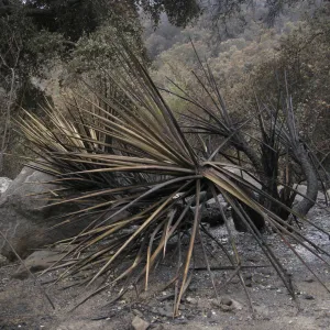 Santa Barbara Botanic Garden after the Jesusita Fire