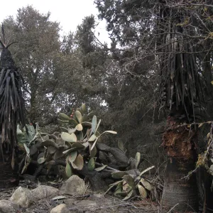 Santa Barbara Botanic Garden after the Jesusita Fire