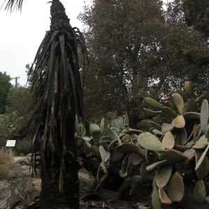 Santa Barbara Botanic Garden after the Jesusita Fire