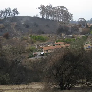 Santa Barbara Botanic Garden after the Jesusita Fire
