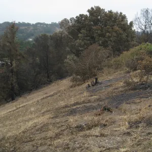 Santa Barbara Botanic Garden after the Jesusita Fire