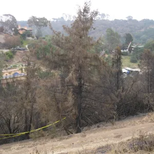 Santa Barbara Botanic Garden after the Jesusita Fire