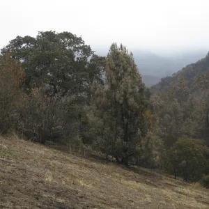 Santa Barbara Botanic Garden after the Jesusita Fire