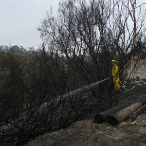 Santa Barbara Botanic Garden after the Jesusita Fire