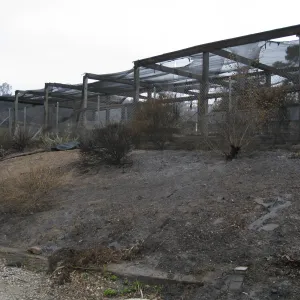 Santa Barbara Botanic Garden after the Jesusita Fire