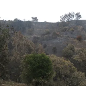 Santa Barbara Botanic Garden after the Jesusita Fire
