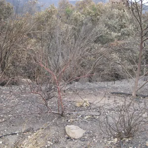 Santa Barbara Botanic Garden after the Jesusita Fire