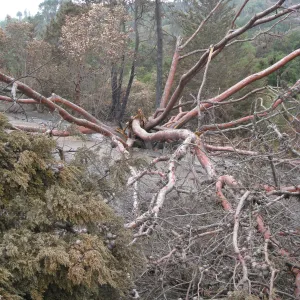 Santa Barbara Botanic Garden after the Jesusita Fire