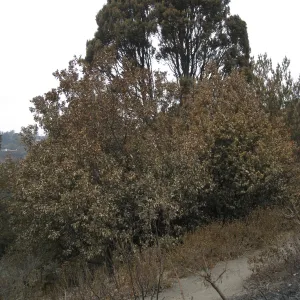 Santa Barbara Botanic Garden after the Jesusita Fire