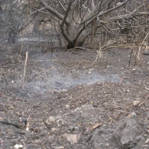 Santa Barbara Botanic Garden after the Jesusita Fire