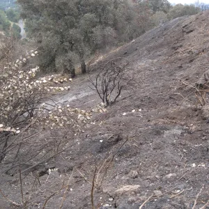 Santa Barbara Botanic Garden after the Jesusita Fire