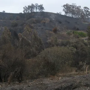 Santa Barbara Botanic Garden after the Jesusita Fire