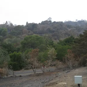 Santa Barbara Botanic Garden after the Jesusita Fire, looking west across Mission Canyon Road