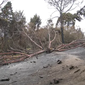 Tecate cypress in Cypress Section felled by the Jesusita Fire
